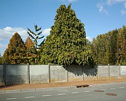 Thuya, chemin du Château d'eau, à Marcq-en-Barœul