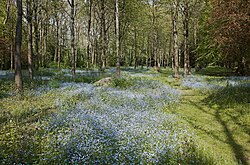 Sous-bois dans le parc du Centre spirituel du Hautmont à Mouvaux