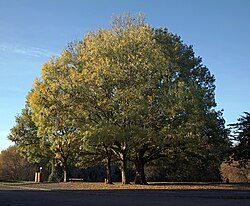 Frênes dans la base de loisirs du Fort, à Verlinghem